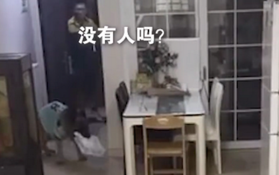 组团去偷狗不？这样的狗狗你爱了吗？